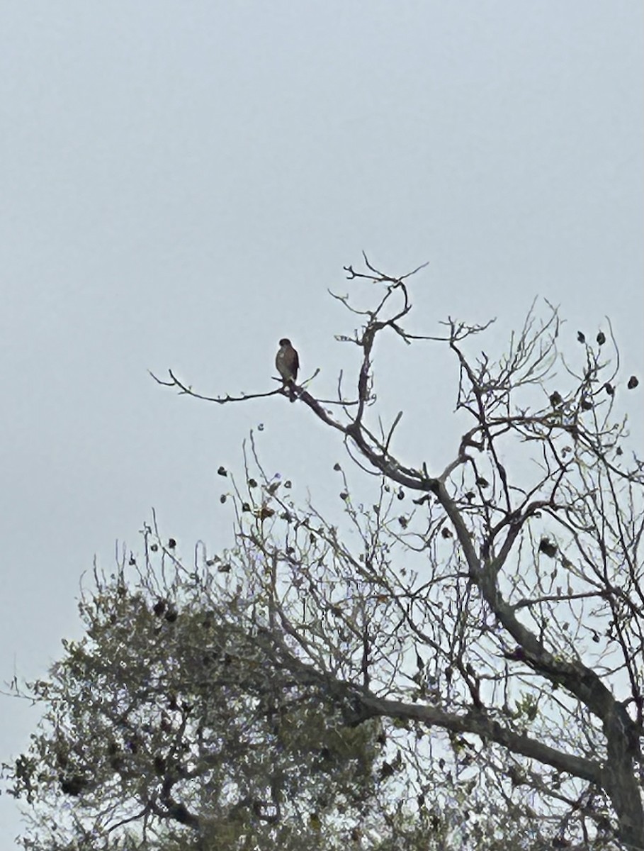 Cooper's Hawk - ML644597169