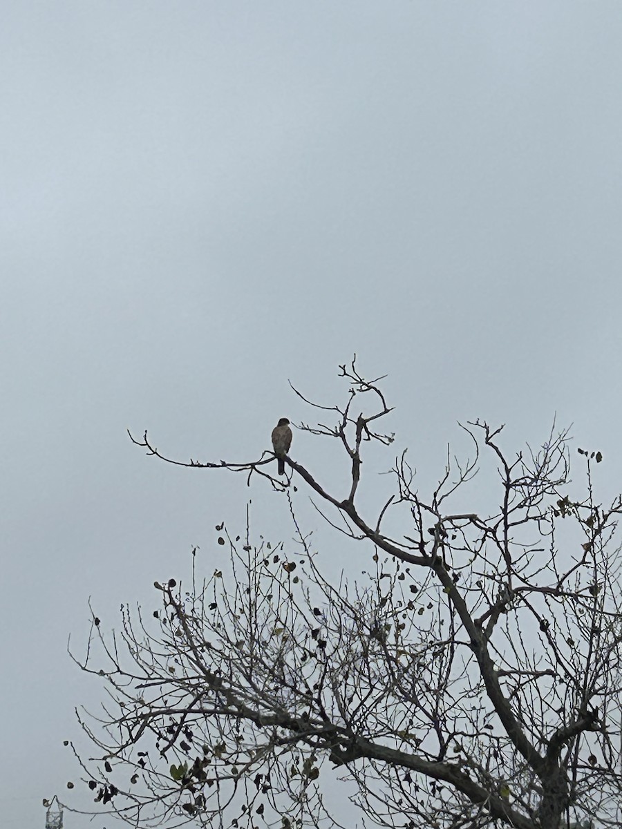 Cooper's Hawk - ML644597170