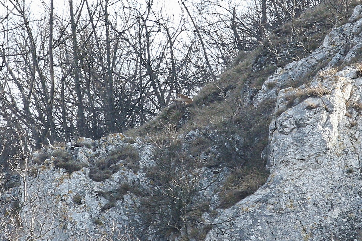 Яструб великий - ML644597178