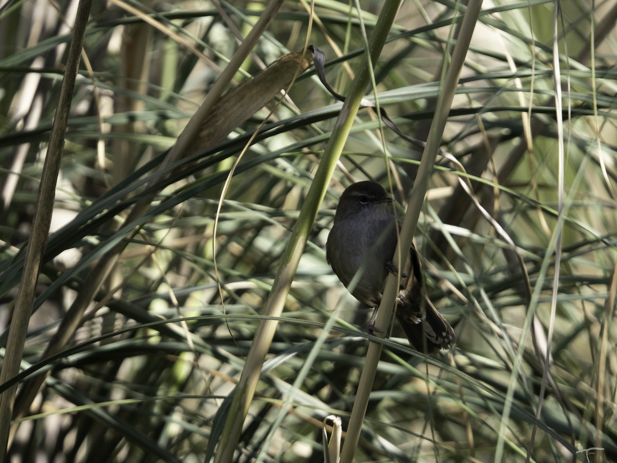 Cetti's Warbler - ML644597189