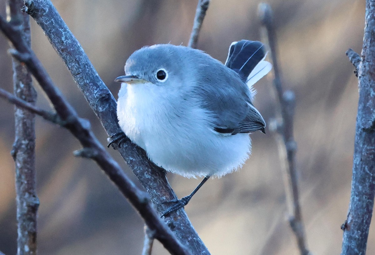 Blue-gray Gnatcatcher - ML644597192