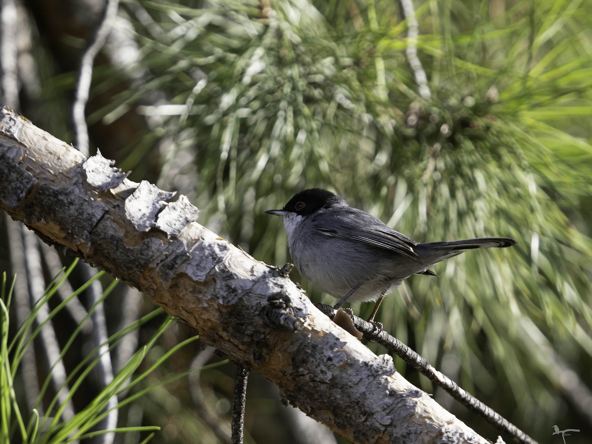 Txinbo burubeltza - ML644597197