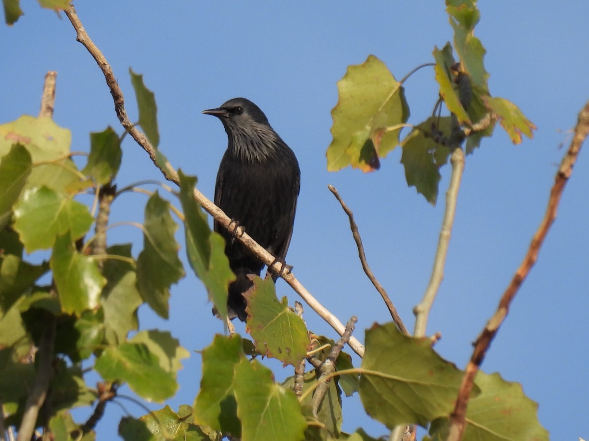 Spotless Starling - ML644597209