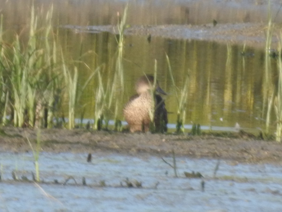 ハイイロコガモ - ML644597215