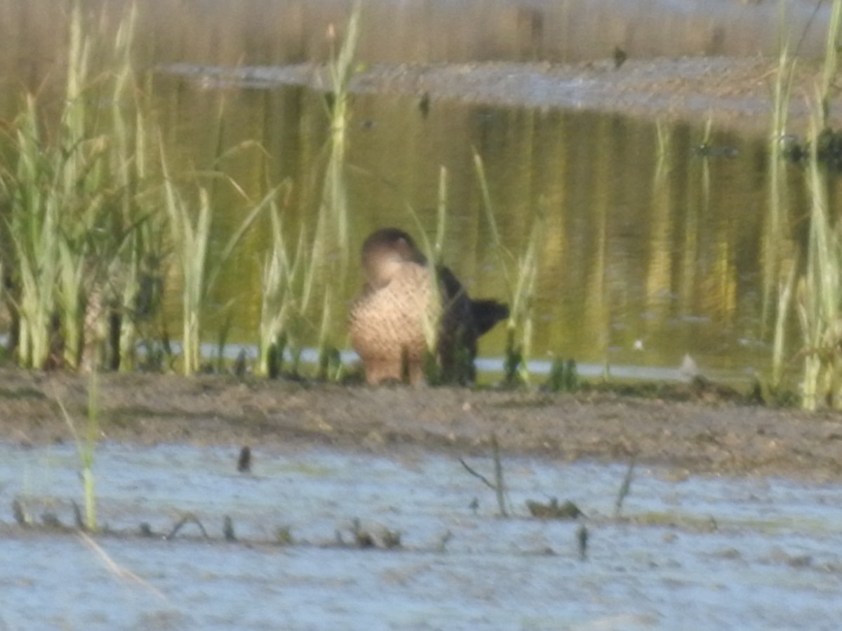 ハイイロコガモ - ML644597219