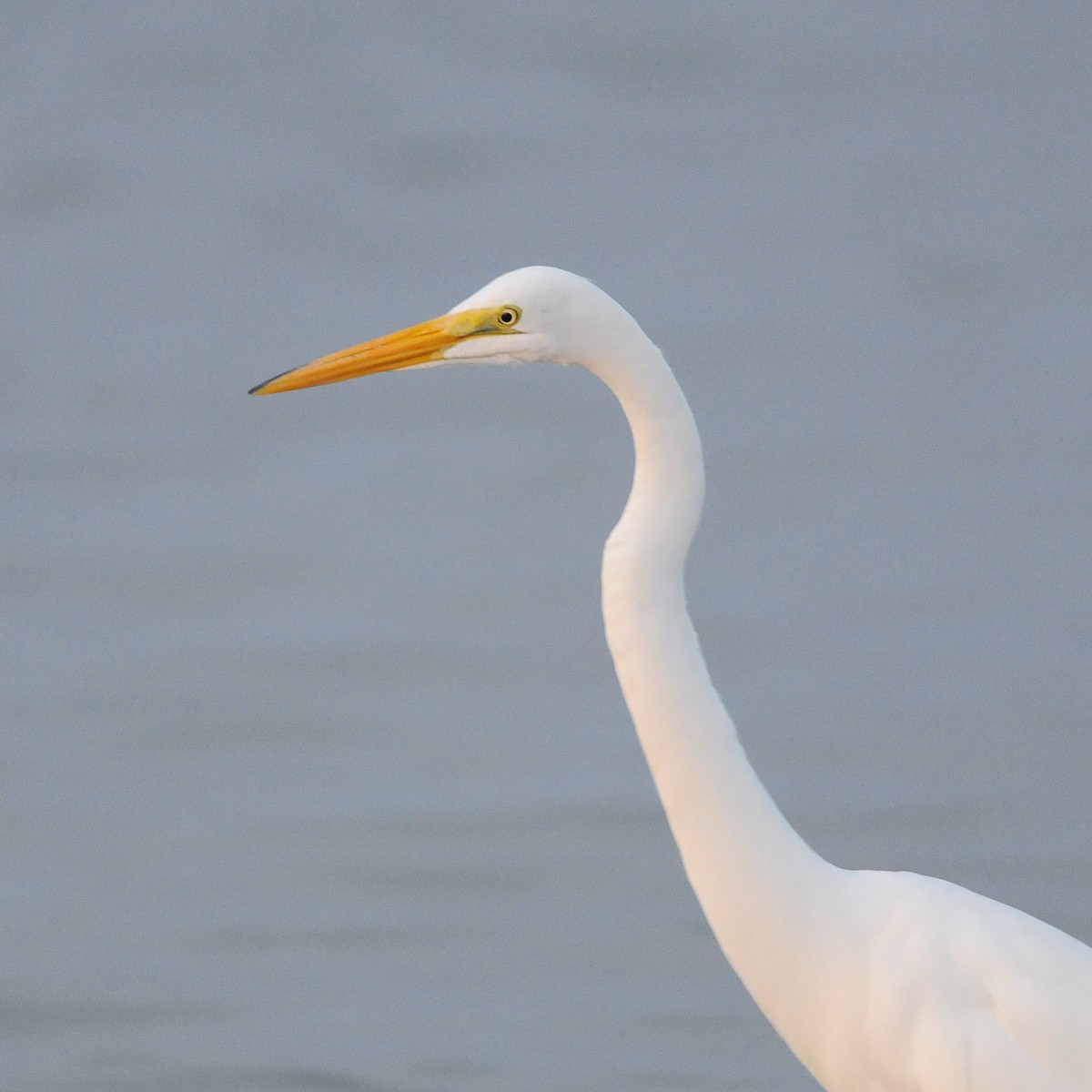 Great Egret - ML644597220