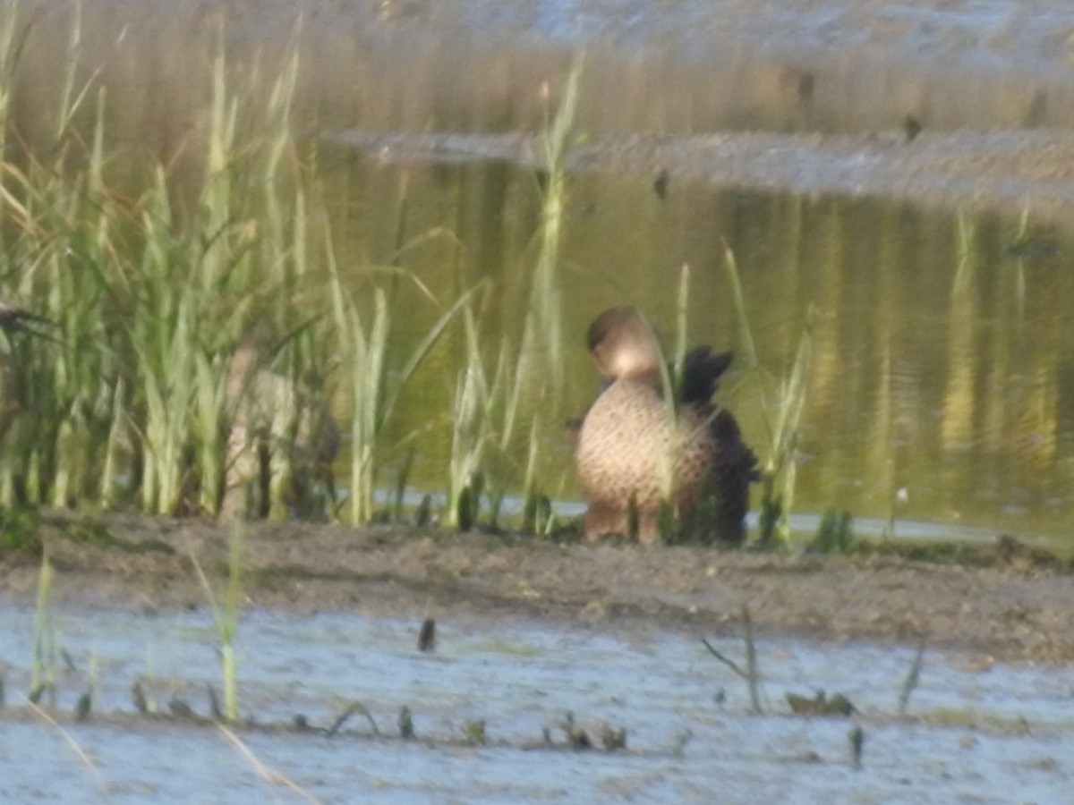 ハイイロコガモ - ML644597221