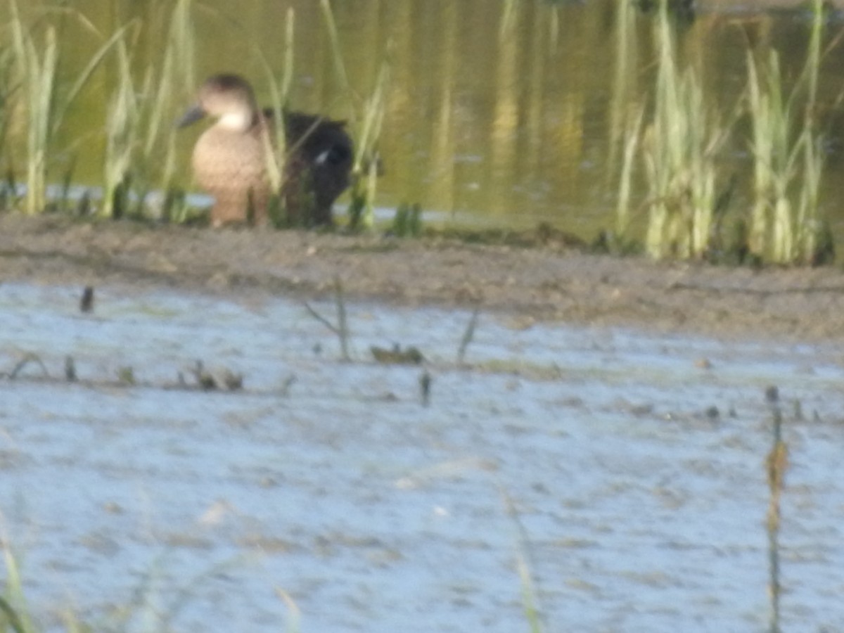 ハイイロコガモ - ML644597229