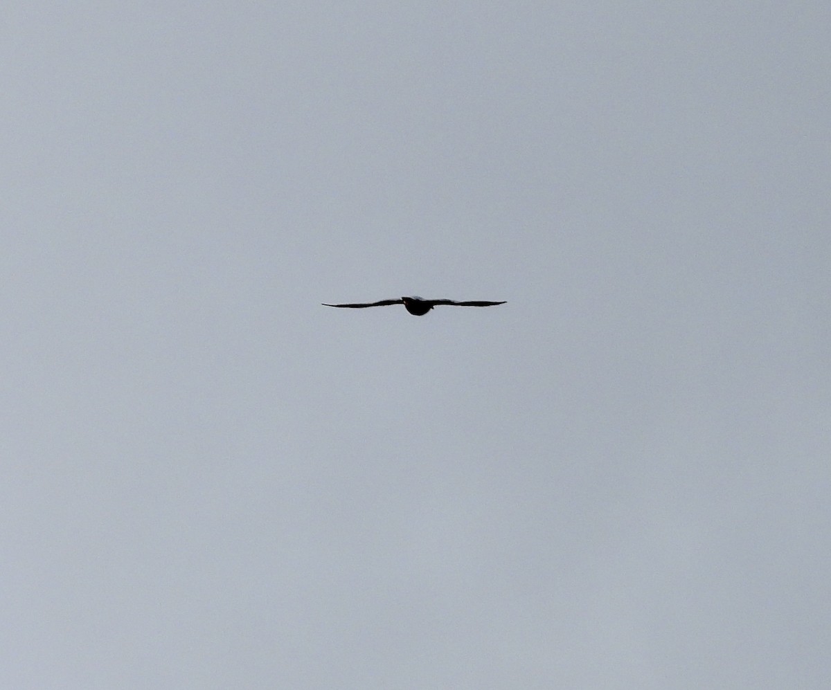 Peregrine Falcon - ML644597230