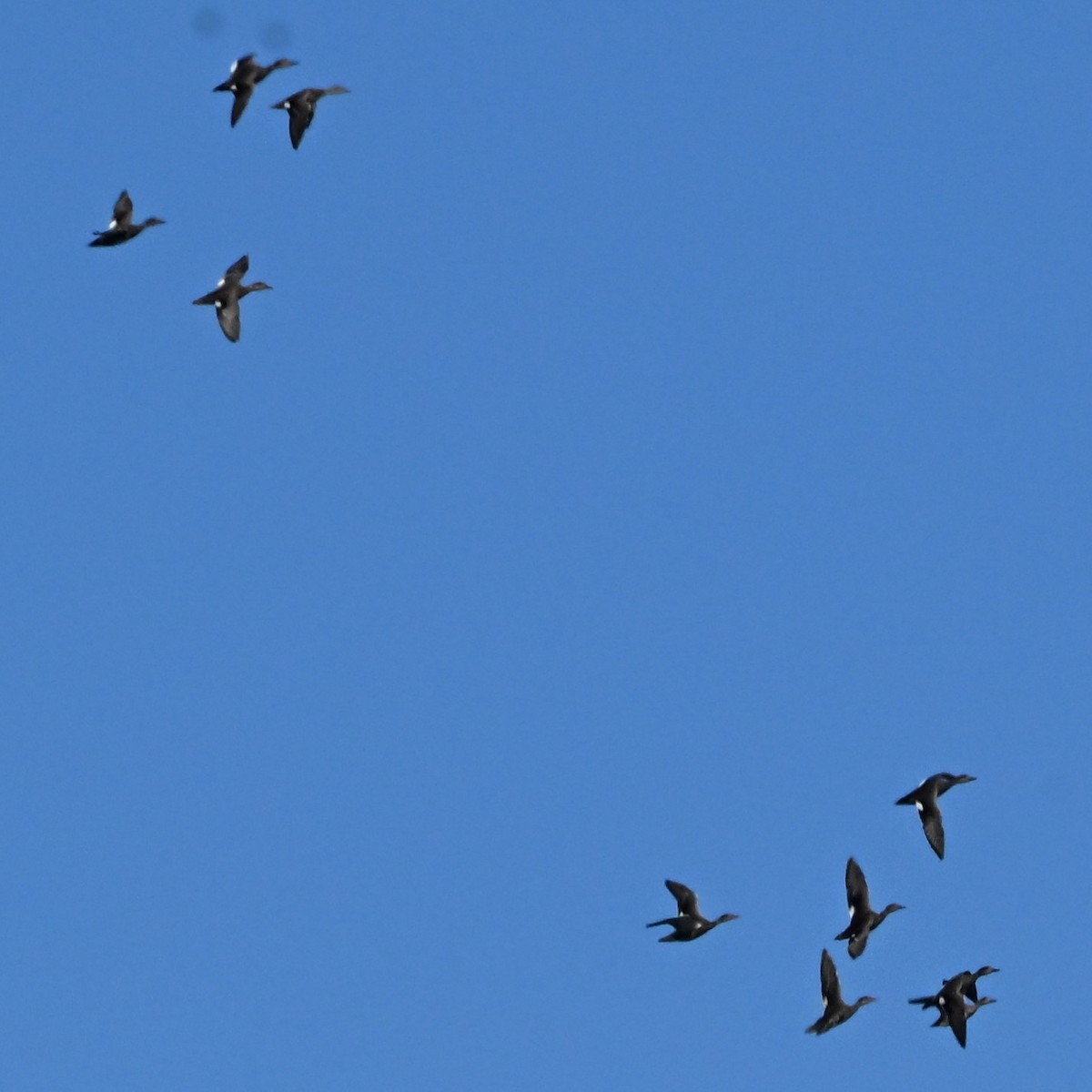 オカヨシガモ - ML644597235