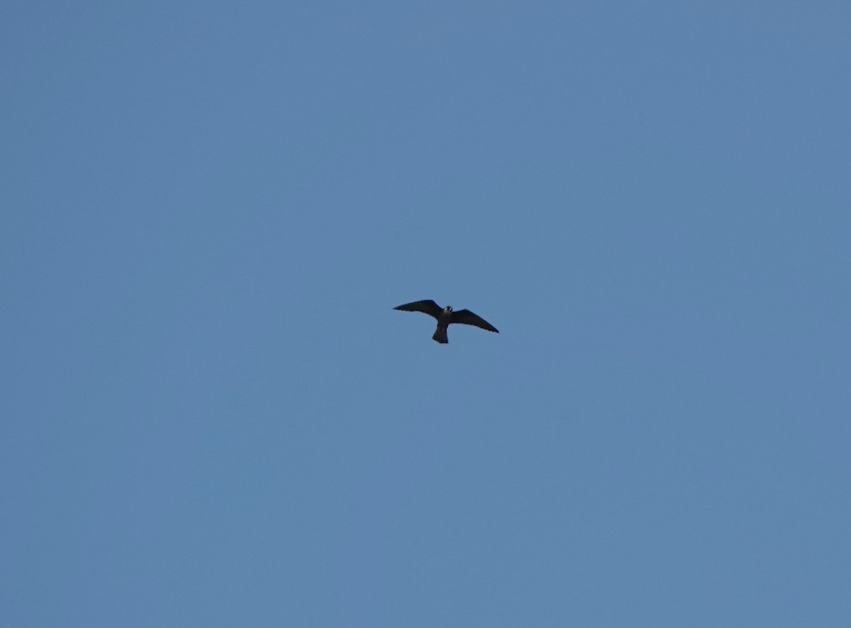 Eleonora's Falcon - ML644597239