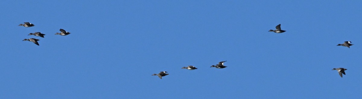 オカヨシガモ - ML644597243