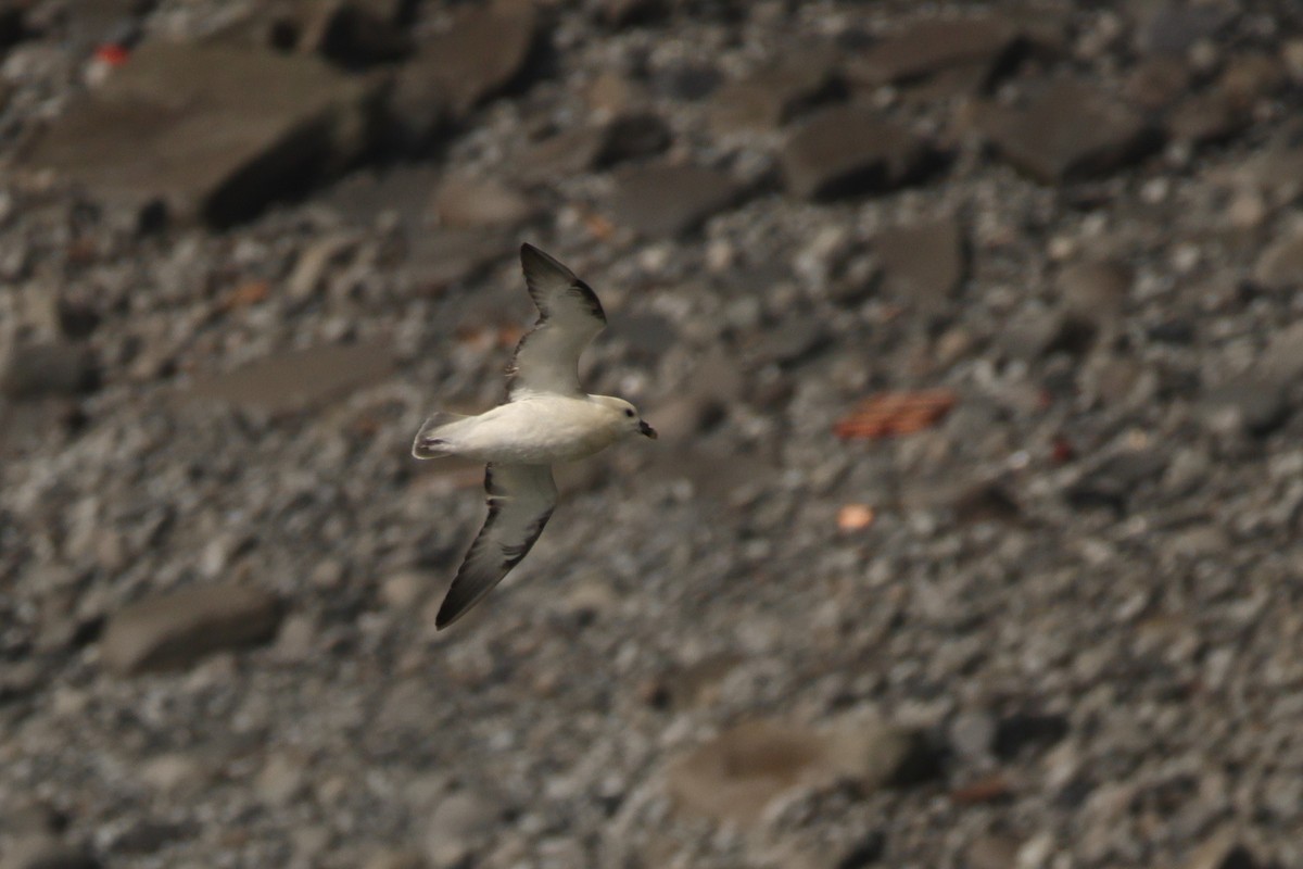 buřňák lední - ML644597250