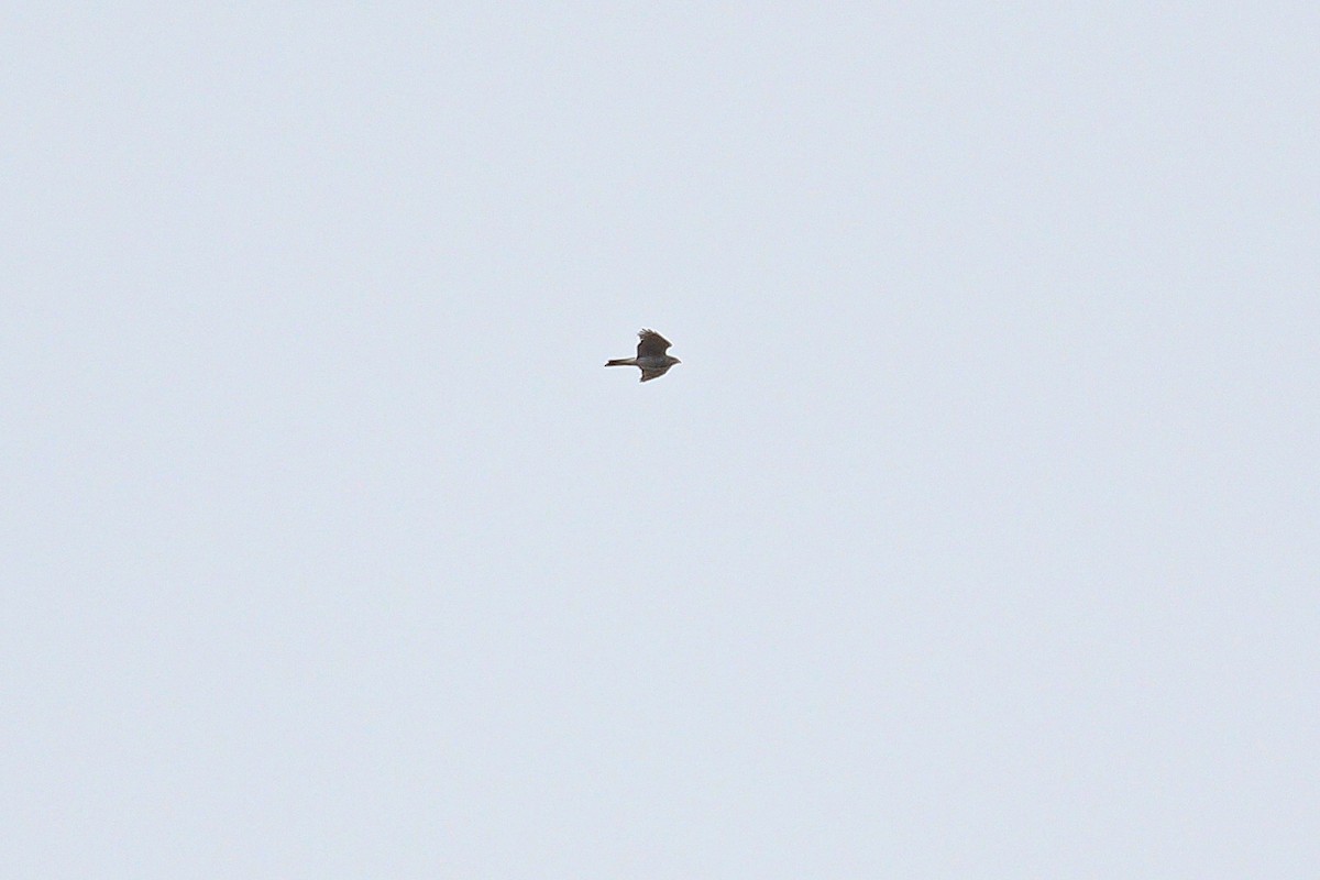 Яструб великий - ML644597251