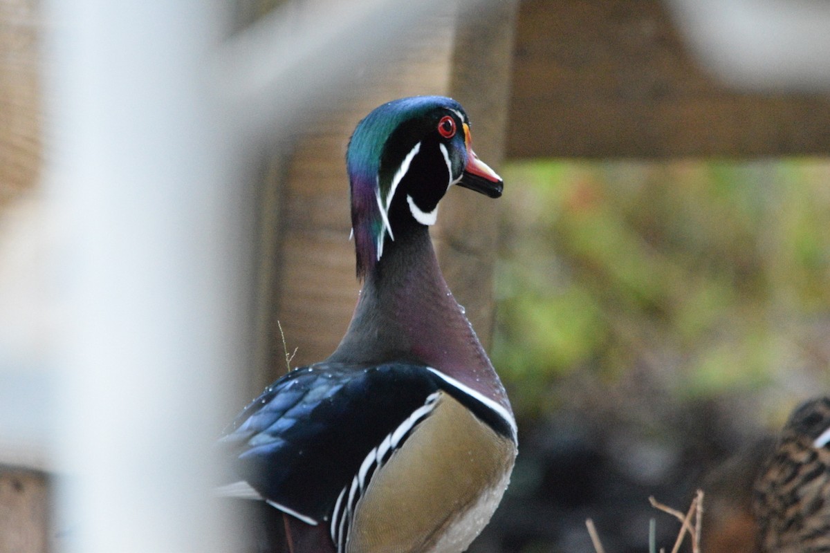 Wood Duck - ML644597253