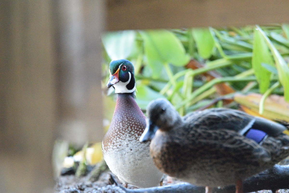 Wood Duck - ML644597254