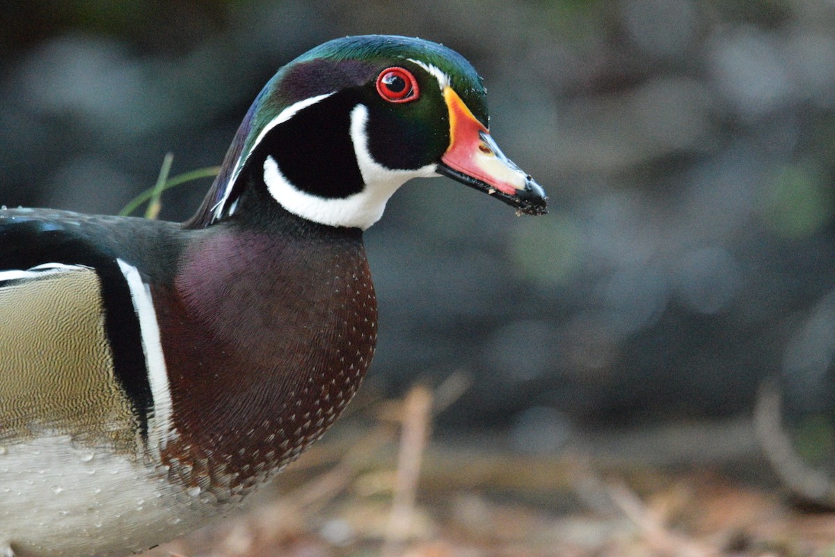 Wood Duck - ML644597255