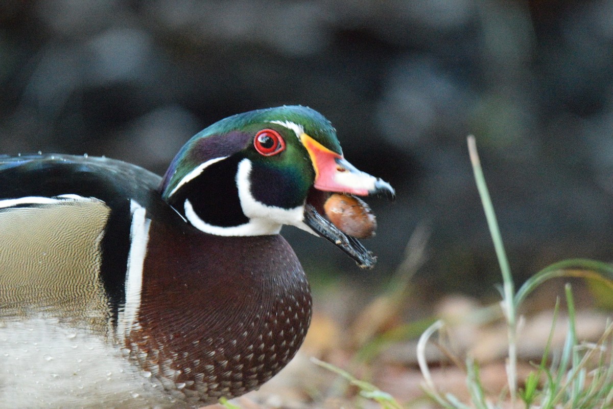Wood Duck - ML644597256
