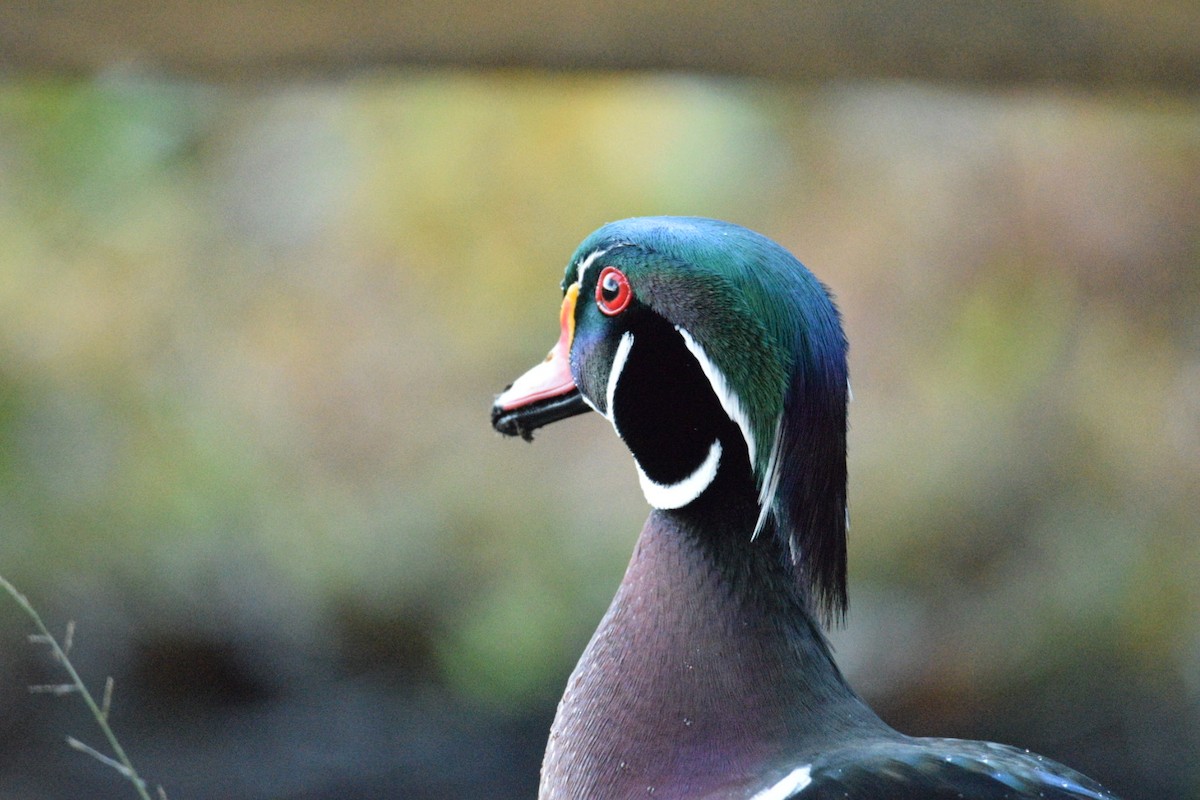 Wood Duck - ML644597257