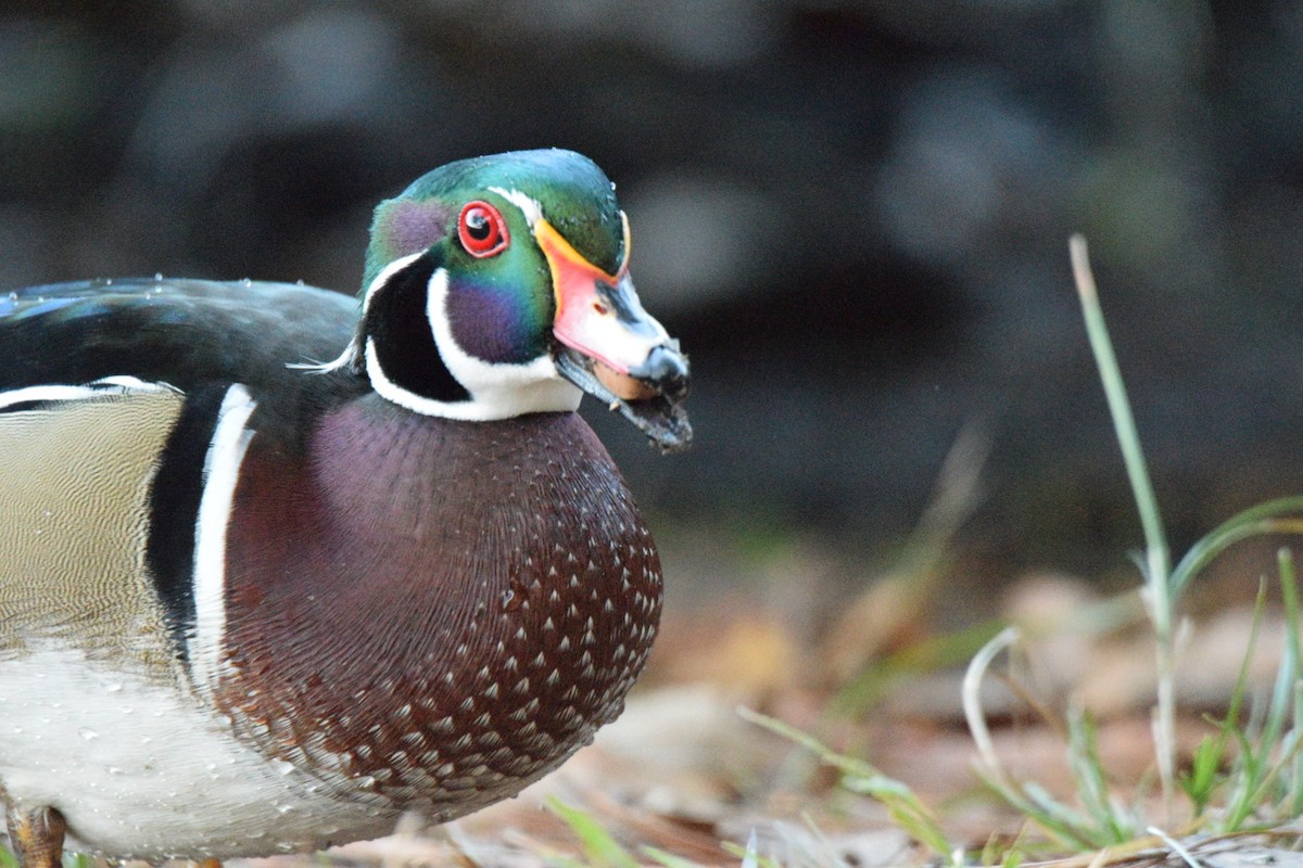 Wood Duck - ML644597258