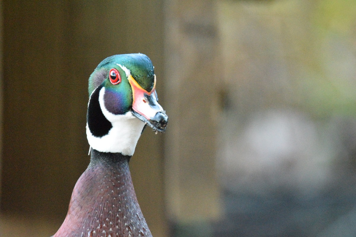 Wood Duck - ML644597259