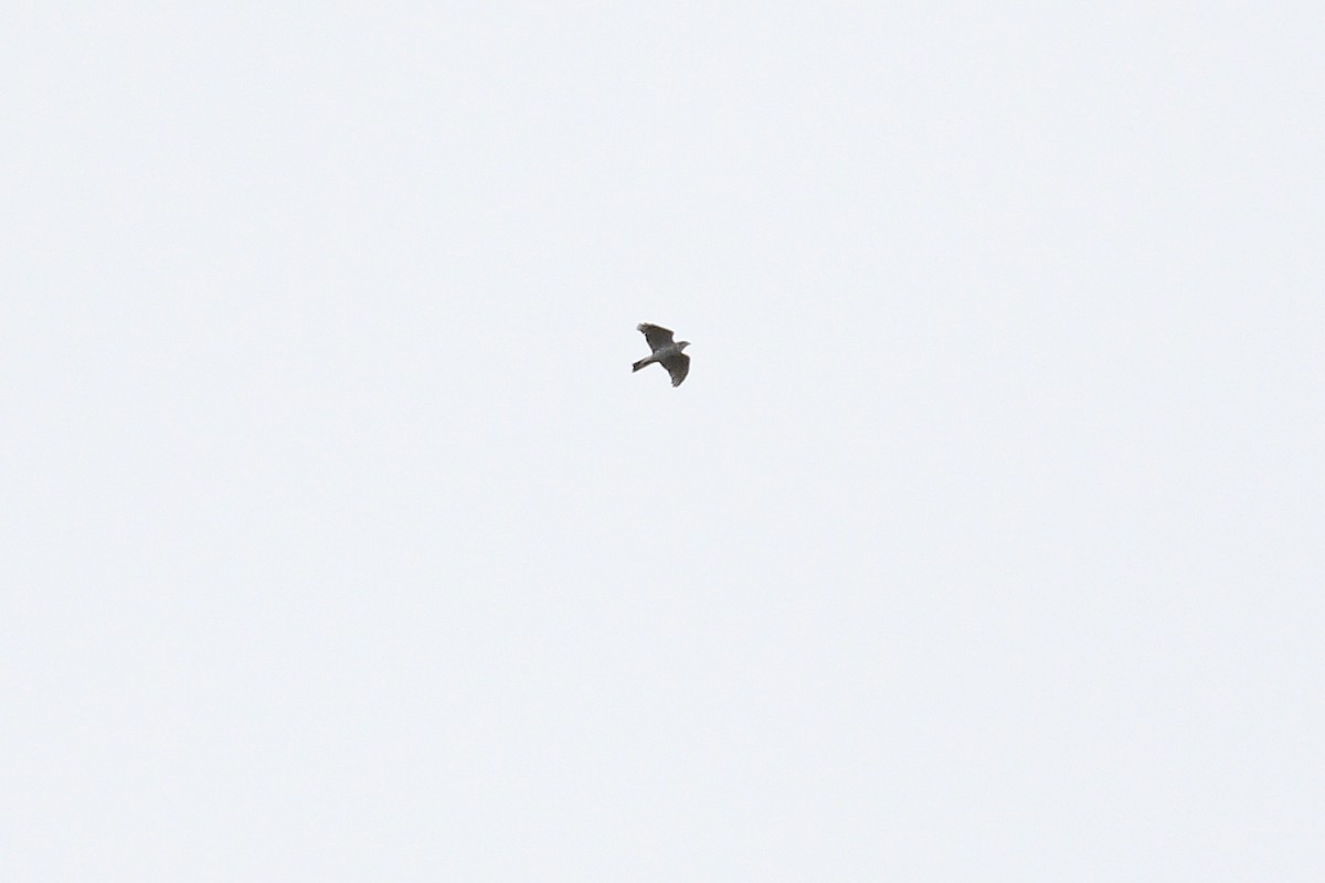 Яструб великий - ML644597261