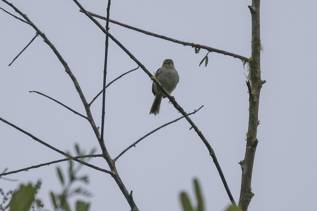 Choco Tyrannulet - ML644597272