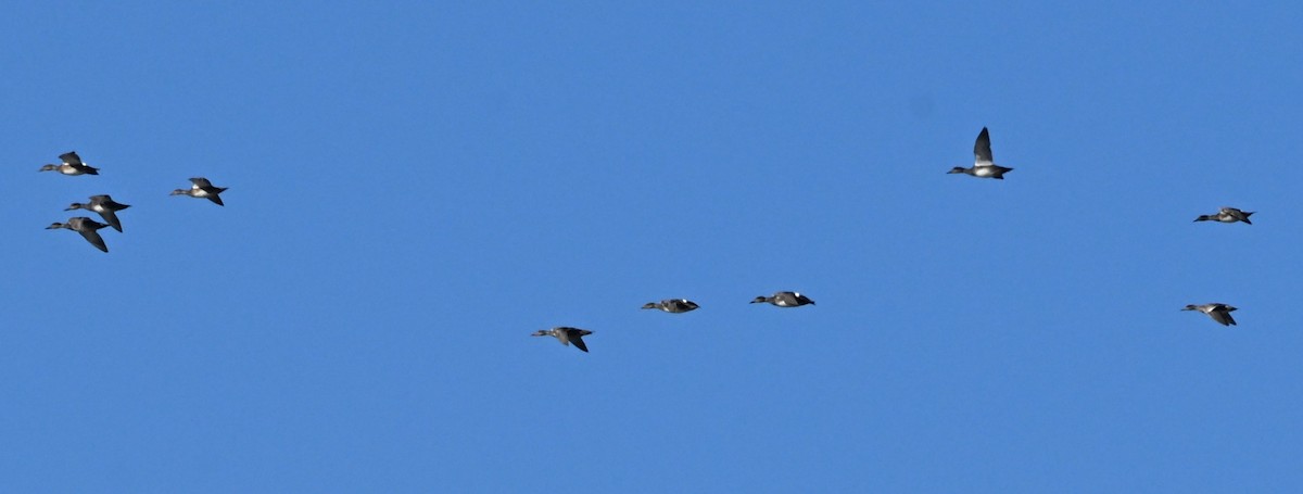 オカヨシガモ - ML644597275