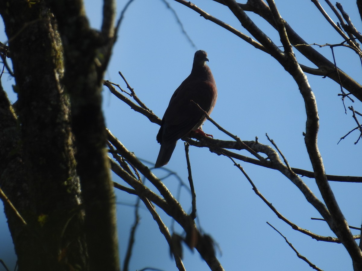 Paloma Colorada - ML644597276