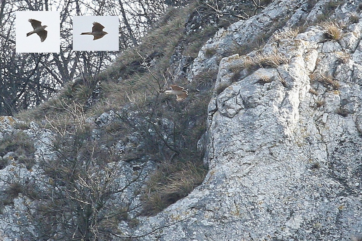 Яструб великий - ML644597278