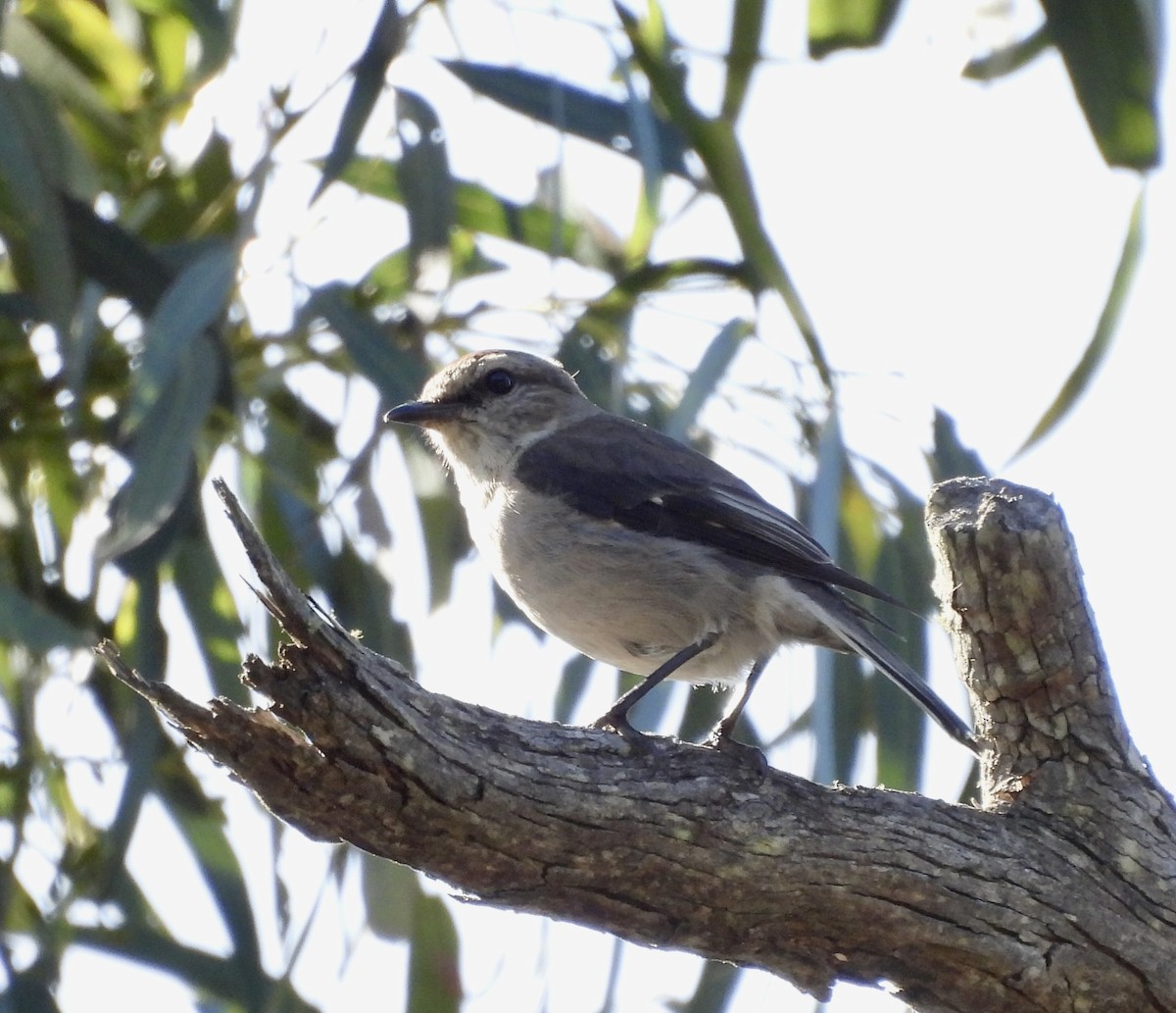 タスマニアヒタキ - ML644597280