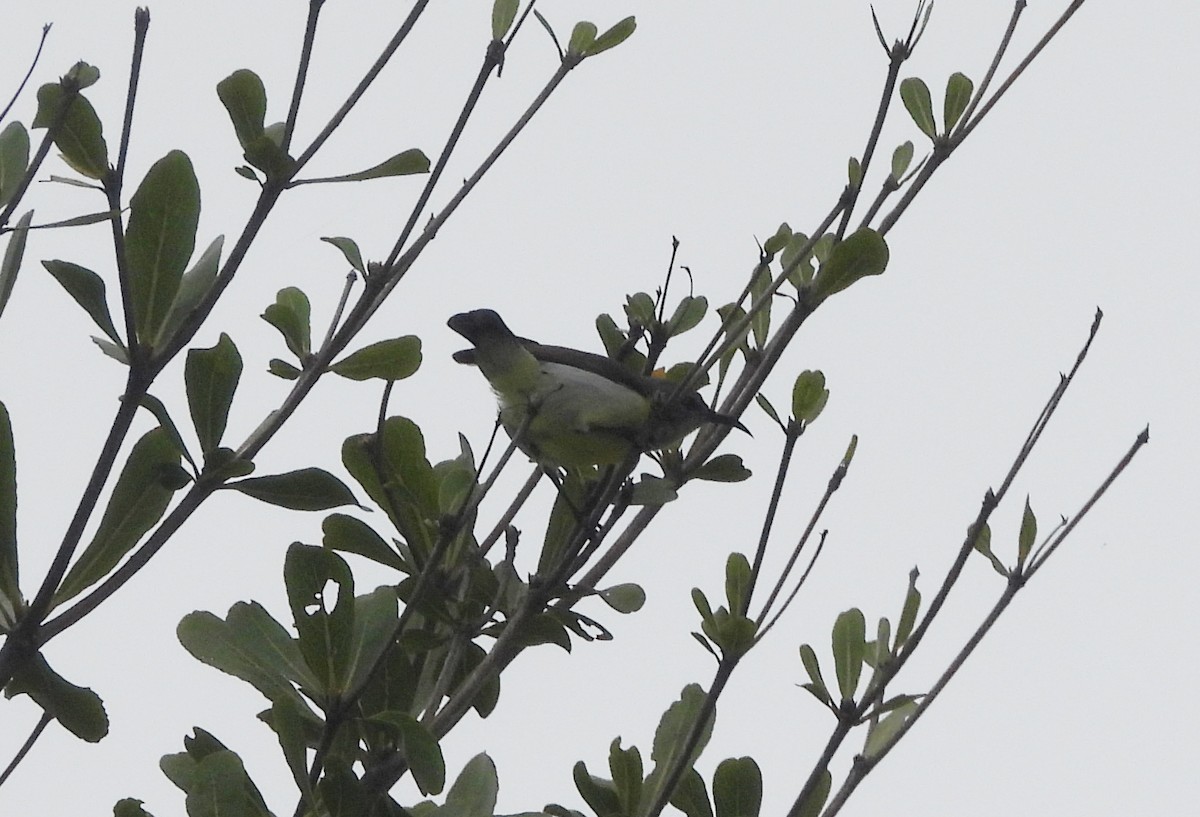 Suimanga Cingalés - ML644597292