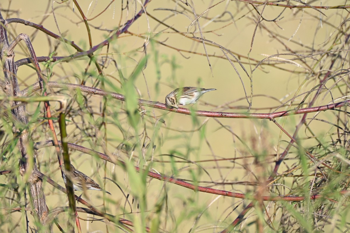 strnadec luční - ML644597294