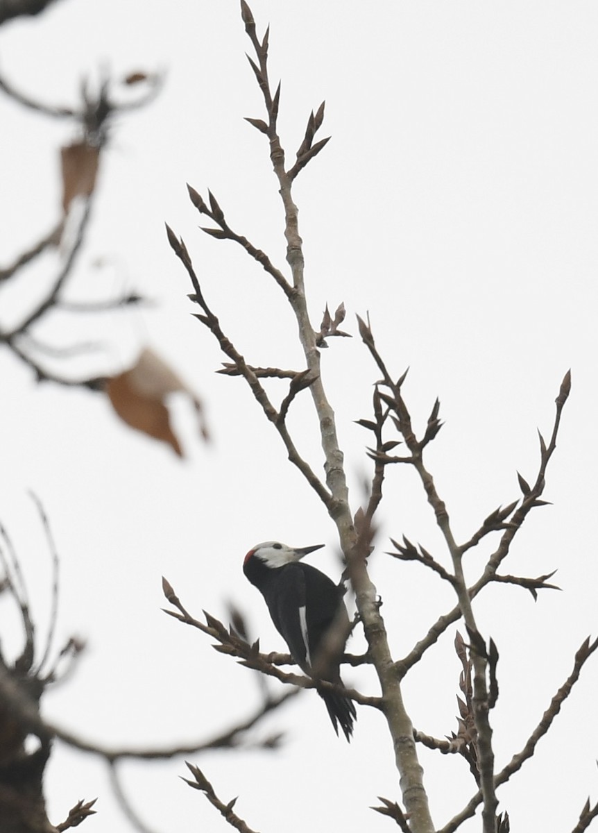 White-headed Woodpecker - ML644597297