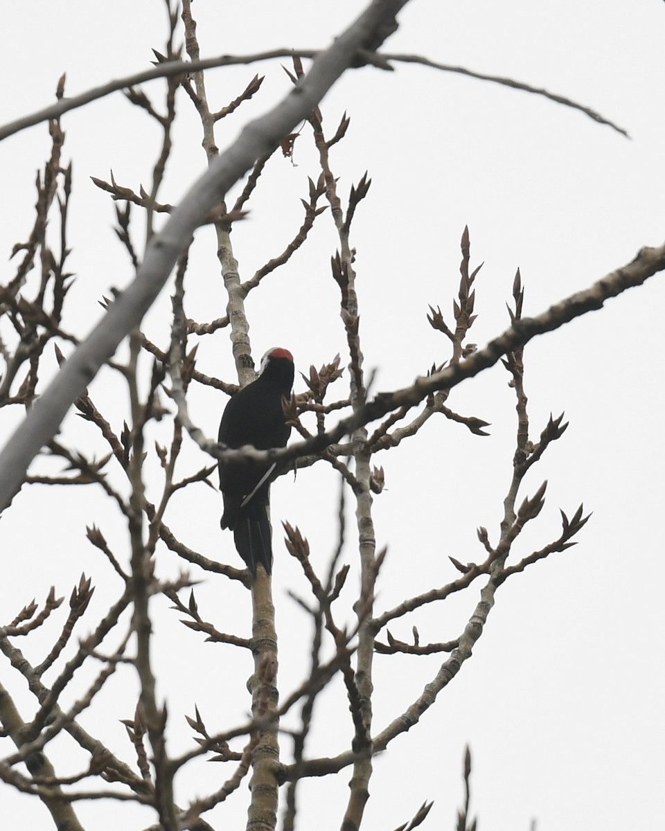 White-headed Woodpecker - ML644597298