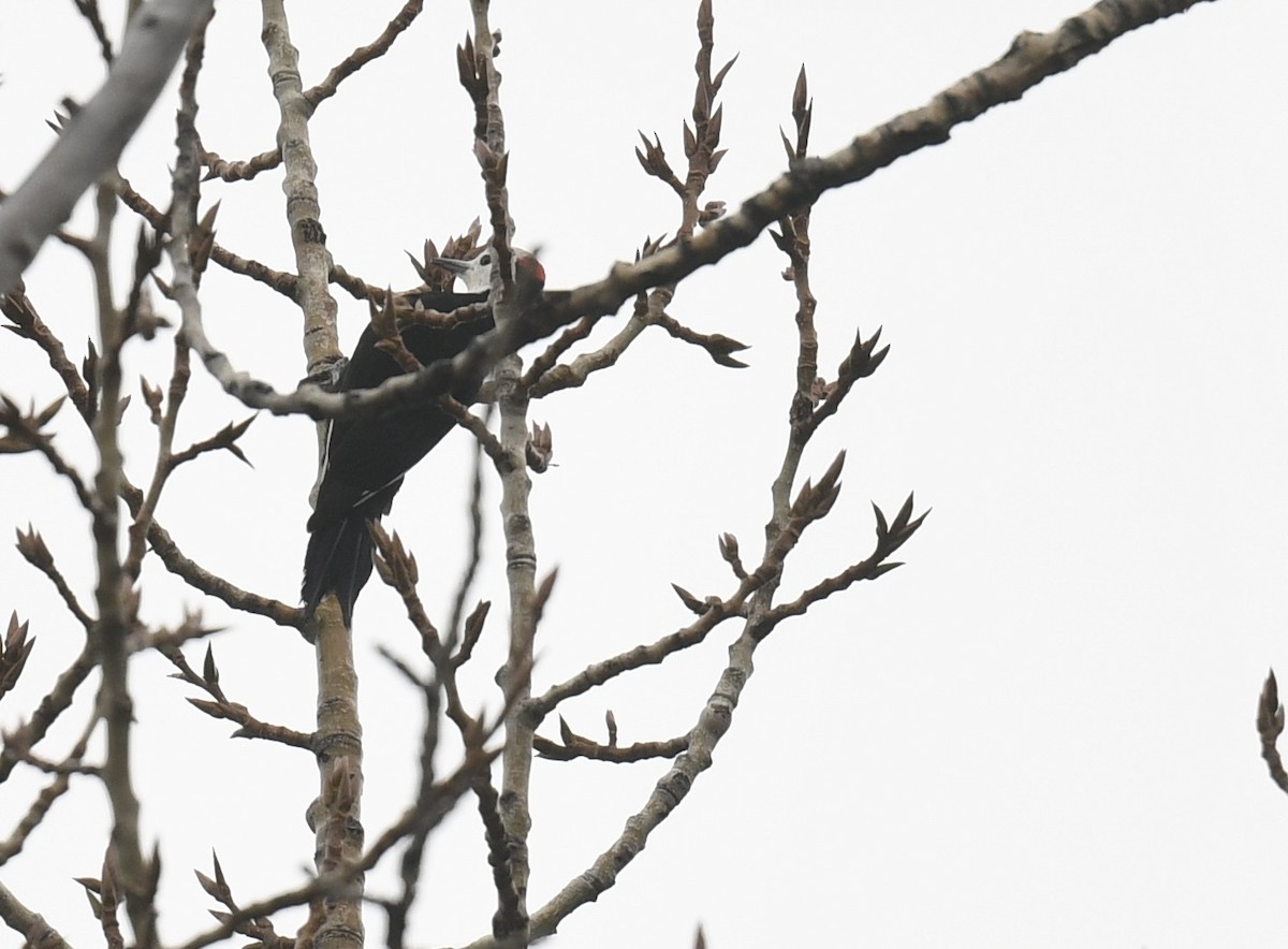 White-headed Woodpecker - ML644597299