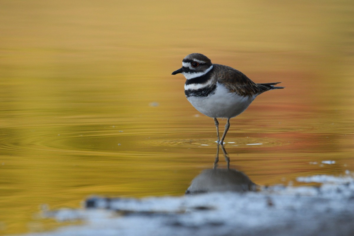 Killdeer - ML644597300