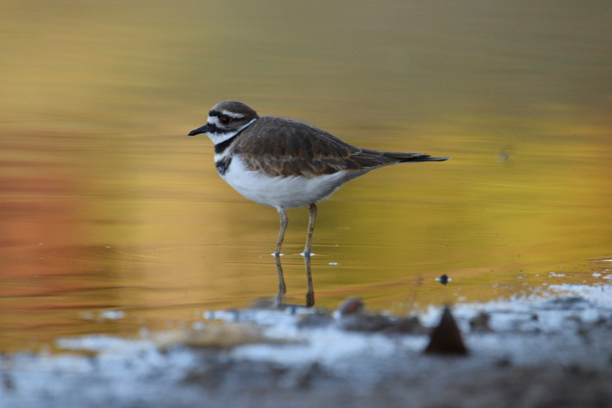 Killdeer - ML644597301