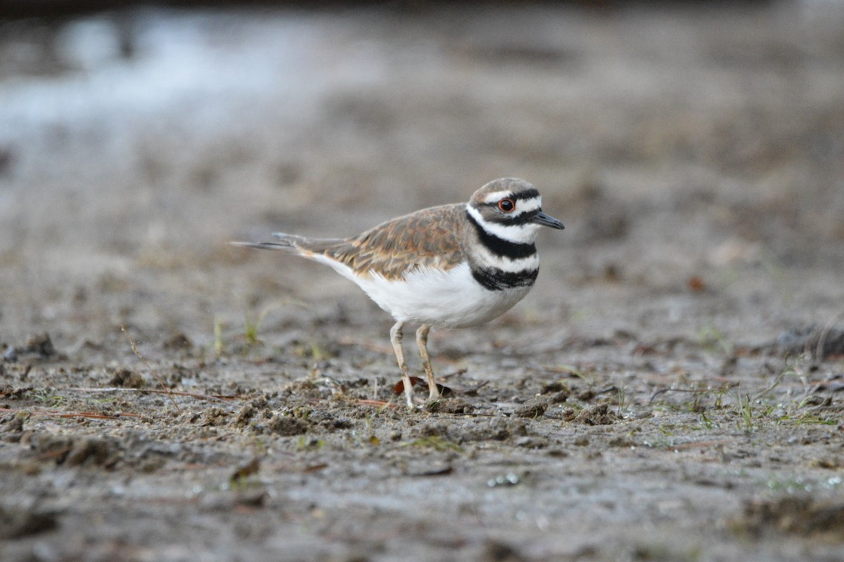 Killdeer - ML644597302