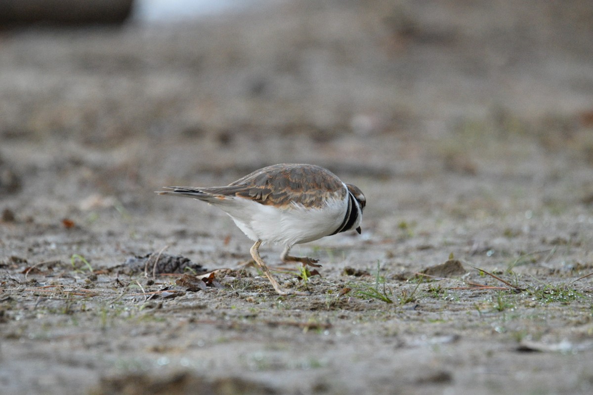 Killdeer - ML644597303