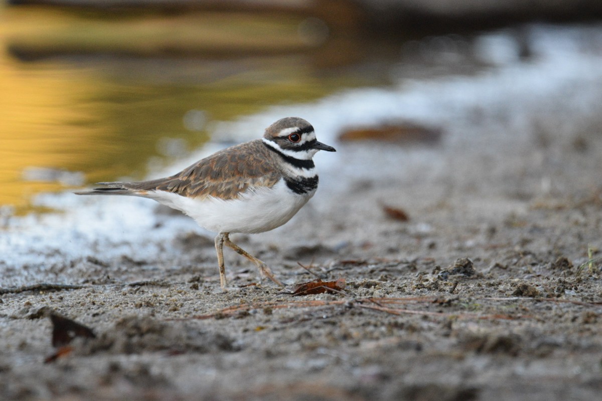 Killdeer - ML644597304