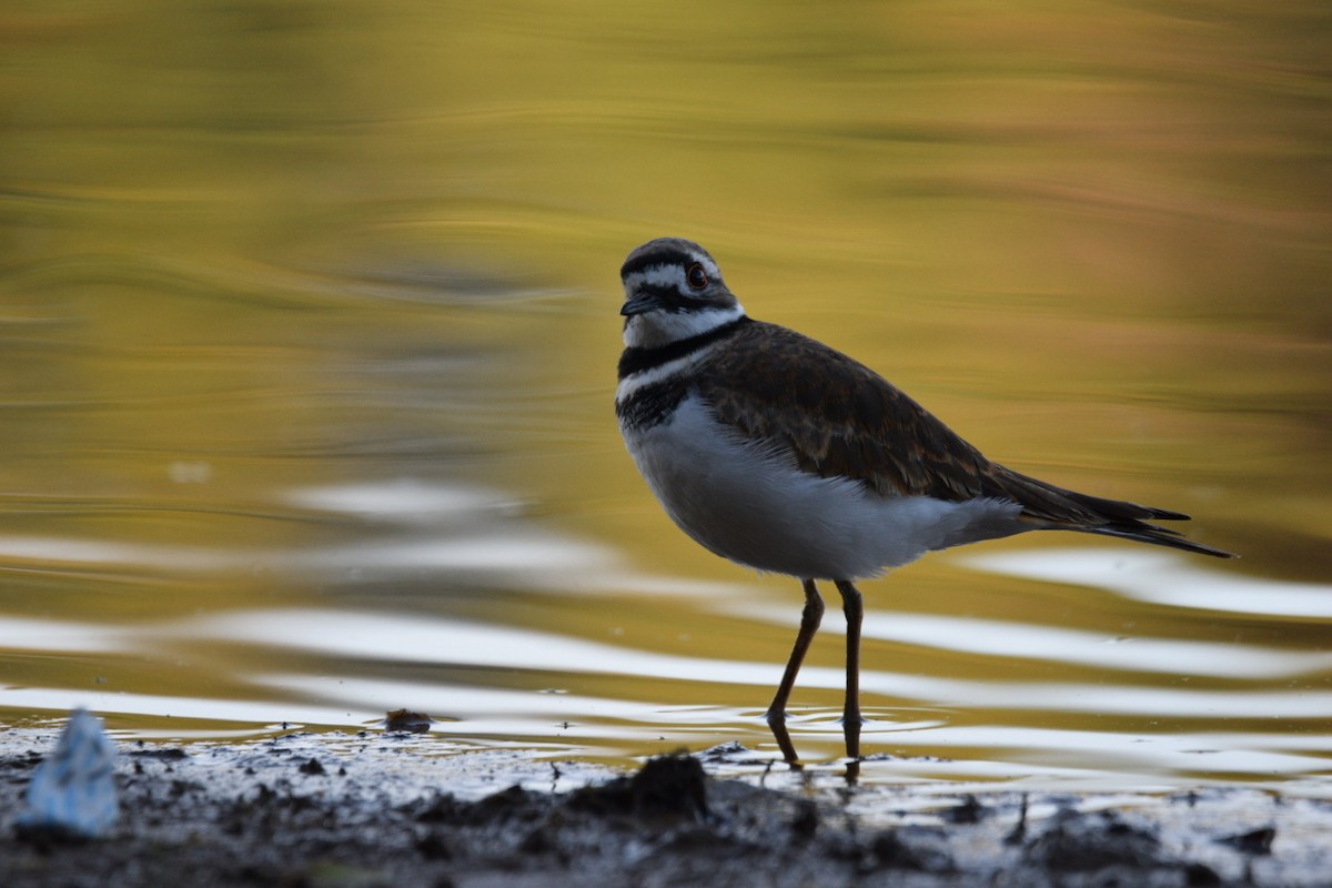 Killdeer - ML644597305