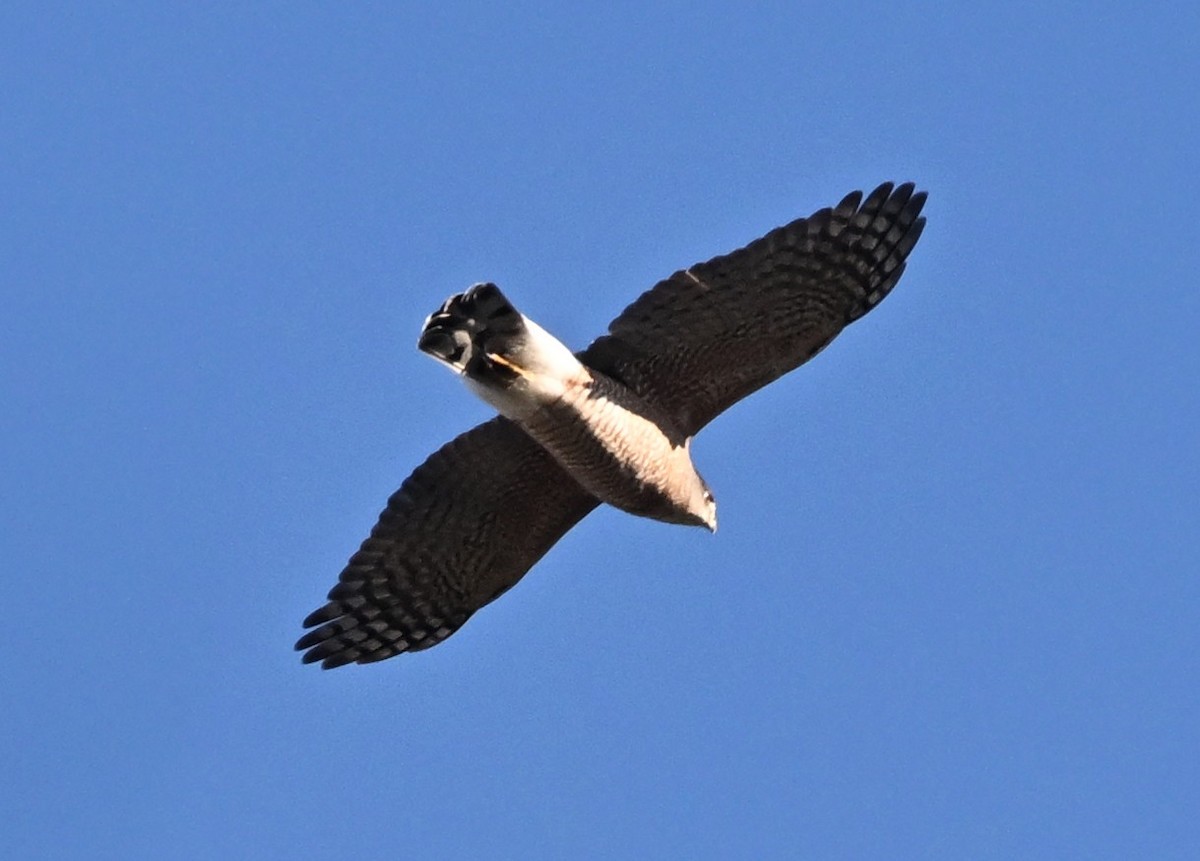 Cooper's Hawk - ML644597332