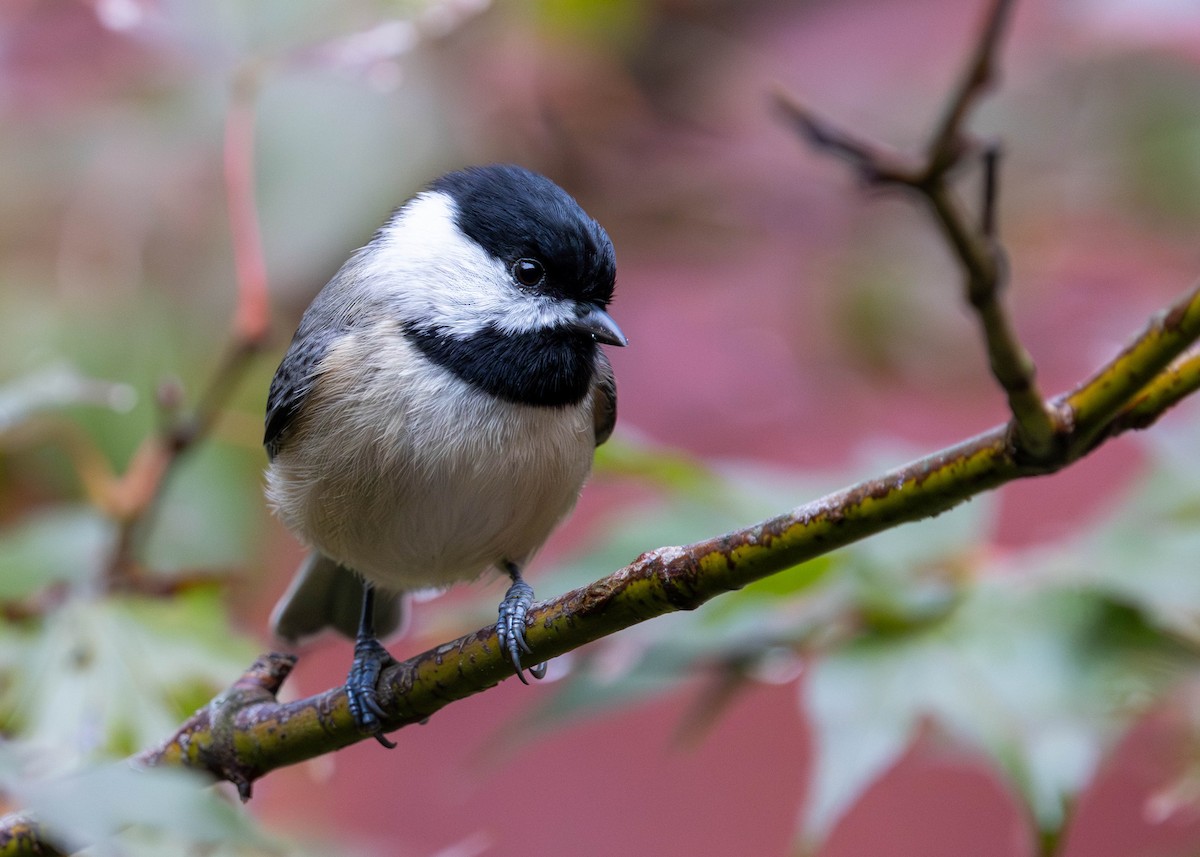 Carolina Chickadee - ML644597337