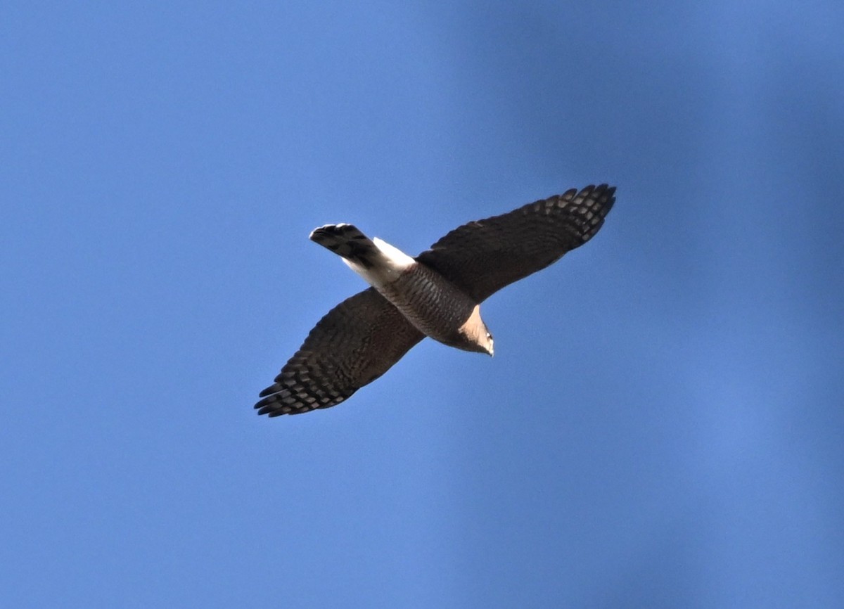 Cooper's Hawk - ML644597339