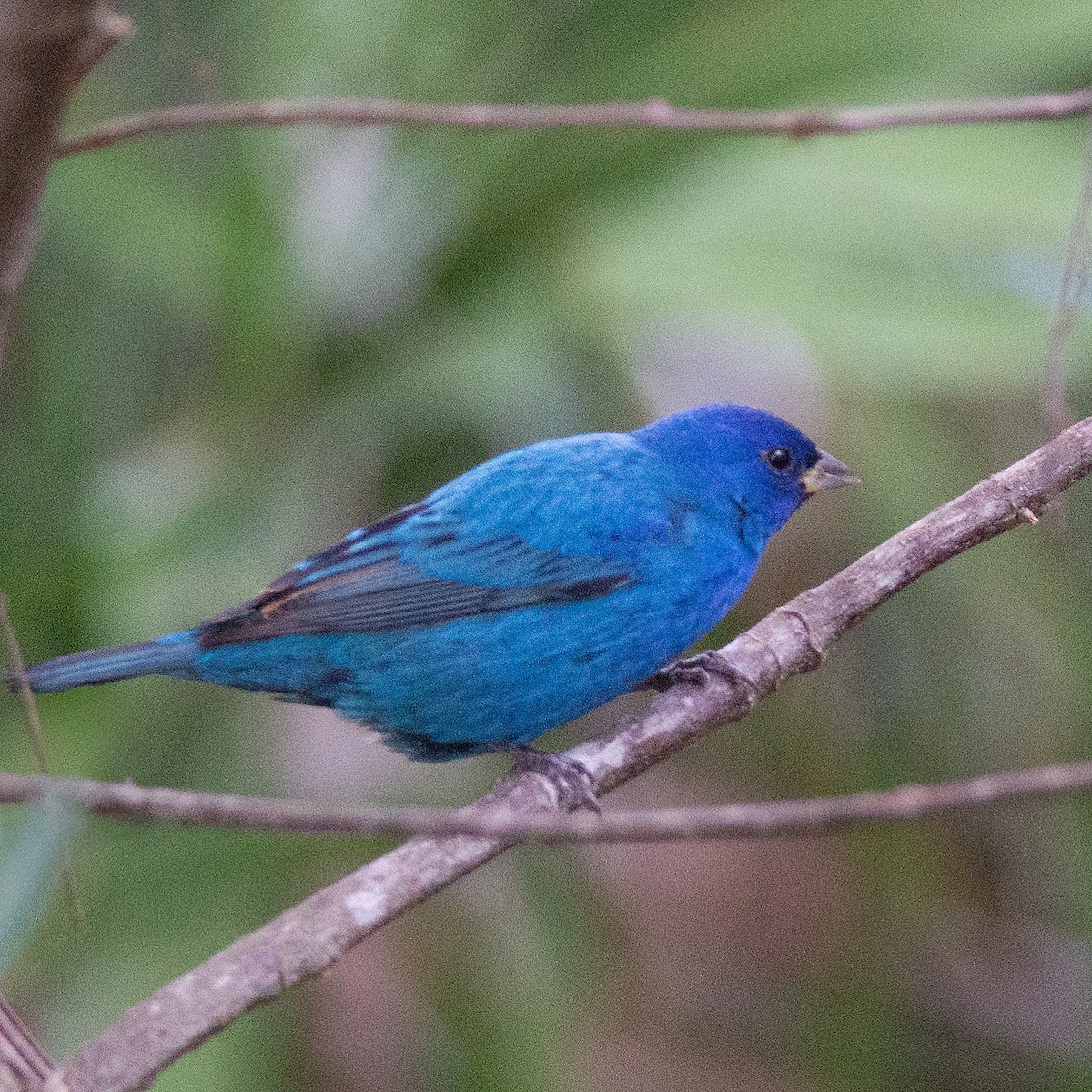 Indigo Bunting - ML644597342