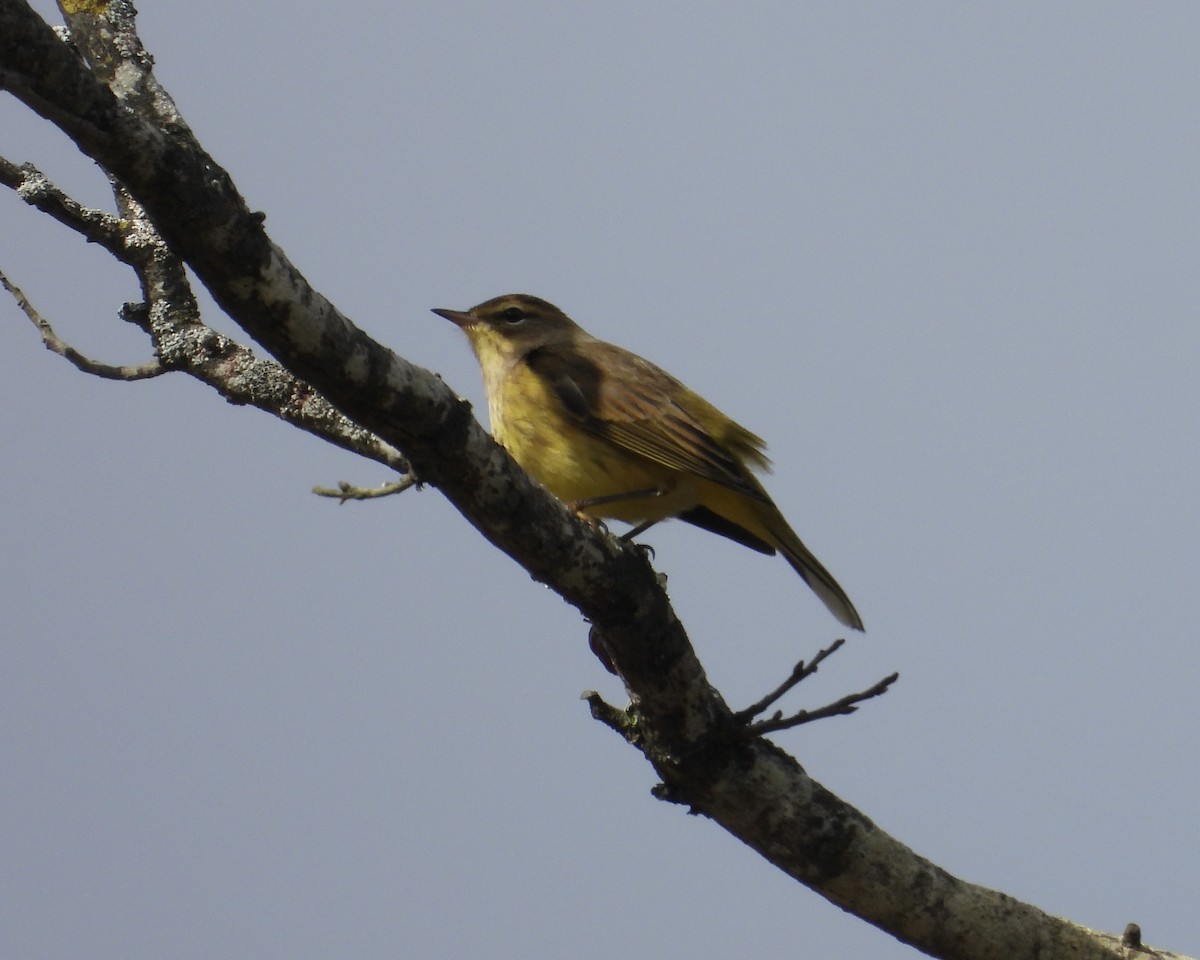 Palm Warbler - ML644597344