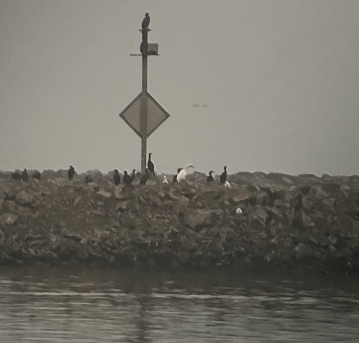 Northern Gannet - ML644597345