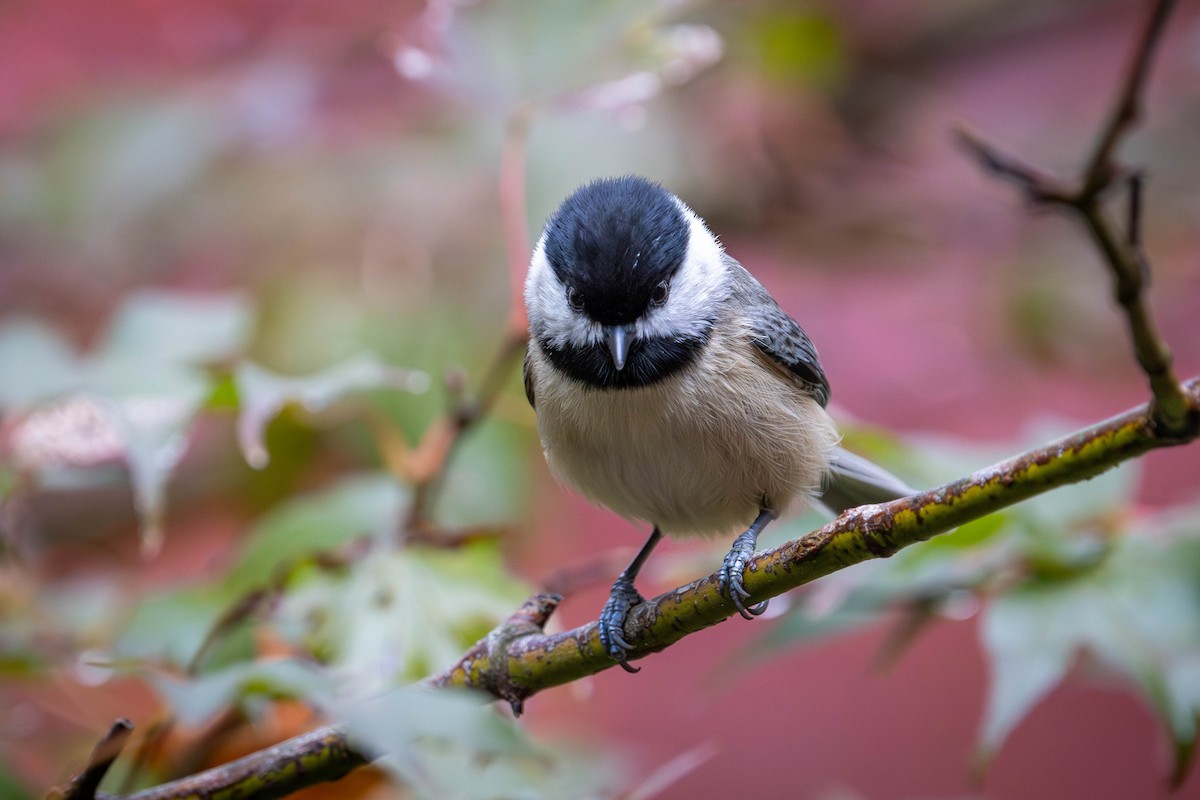 Carolina Chickadee - ML644597360