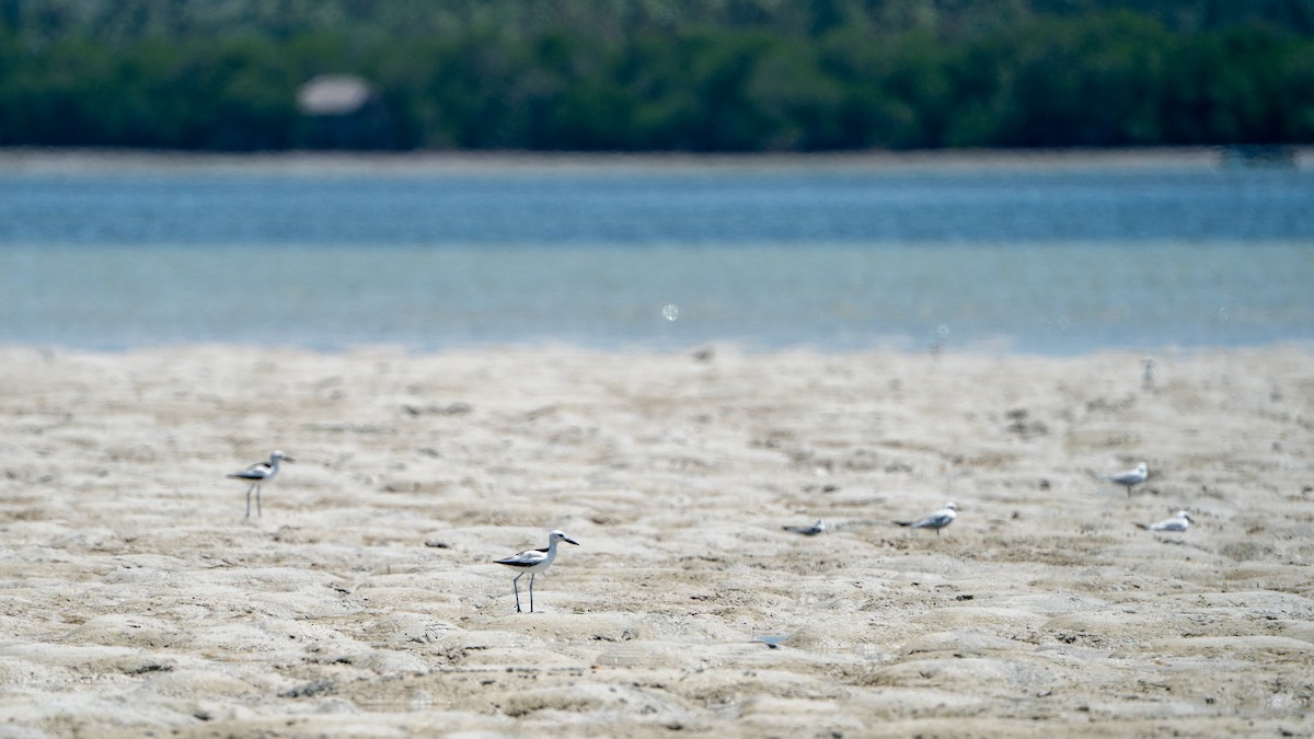 krabbeeter - ML644597375